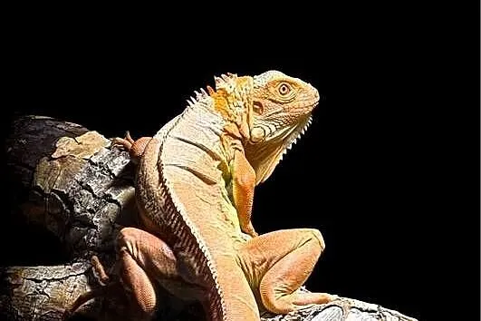 Legwan czerwony (iguana)