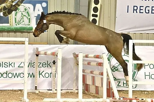Sprzedam ogiera rasy Zangersheide po Koh i Noor( Kannan)/Ilse (Zambesi), , Tworóg
