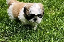 ŚLICZNIE Shih-tzu gotowe do nowego domu