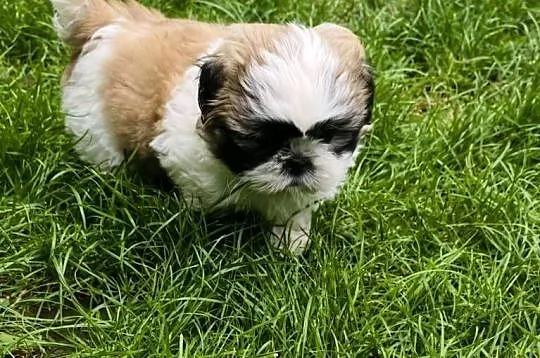 ŚLICZNIE Shih-tzu gotowe do nowego domu