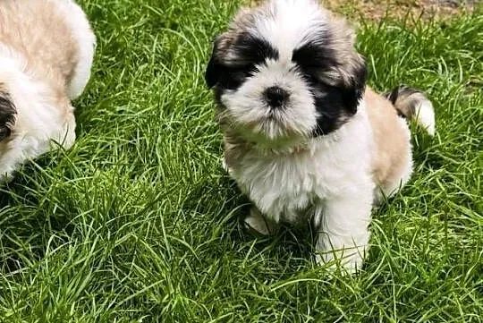 ŚLICZNIE Shih-tzu gotowe do nowego domu, Dolnośląskie, Jawor