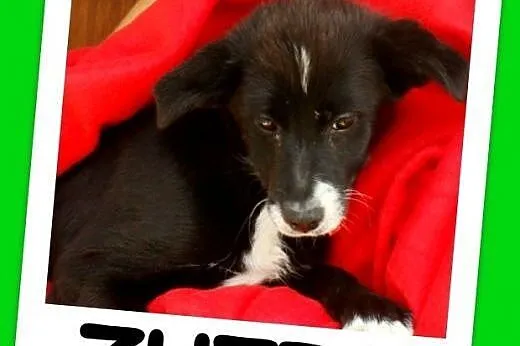 Sunia,4-m-ce,śliczna,towarzyska,rezolutna,przytulaśna ZUZIA.Adopcja,  dolnośląskie Wrocław