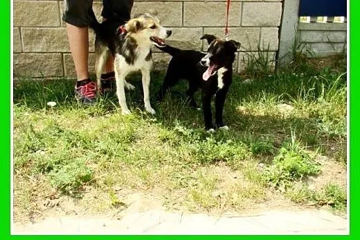 Sunia,4-m-ce,śliczna,towarzyska,rezolutna,przytula