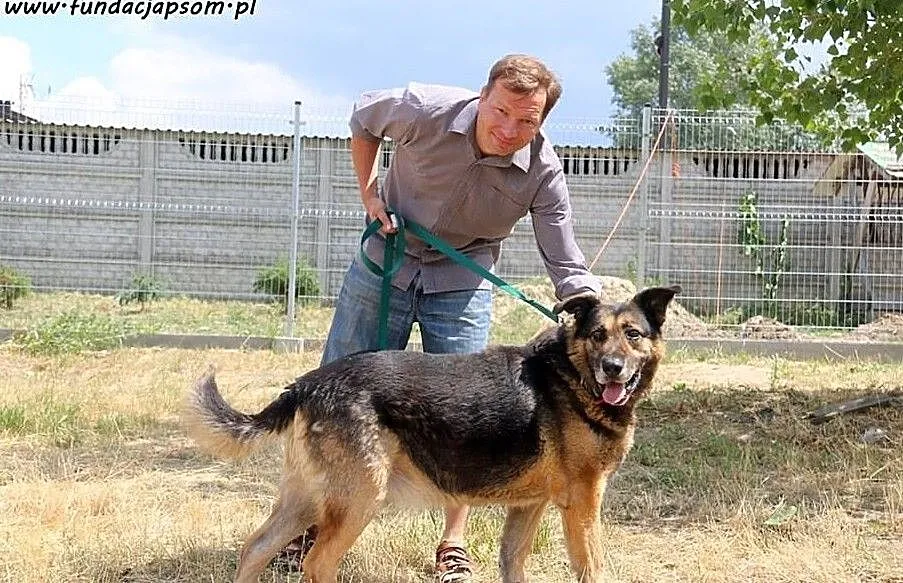 Pino- pięknego, mądrego psa poleca Tomasz Jachimek, Mazowieckie, Nowy Dwór Mazowiecki