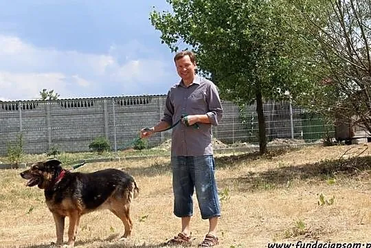 Pino- pięknego, mądrego psa poleca Tomasz Jachimek, Mazowieckie, Nowy Dwór Mazowiecki