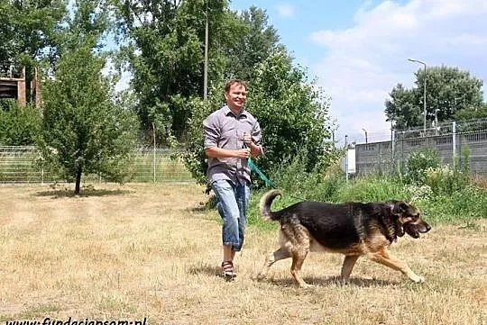 Pino- pięknego, mądrego psa poleca Tomasz Jachimek, Mazowieckie, Nowy Dwór Mazowiecki