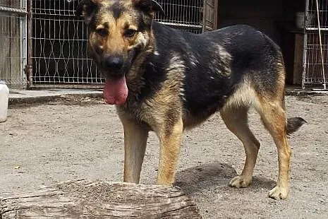 Psia indywidualistka Pexi szuka domu!,  dolnośląsk