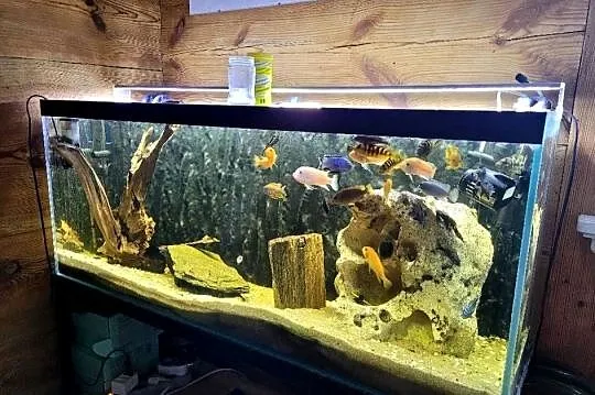 Akwarium 120x50x35 OPTIWHITE
