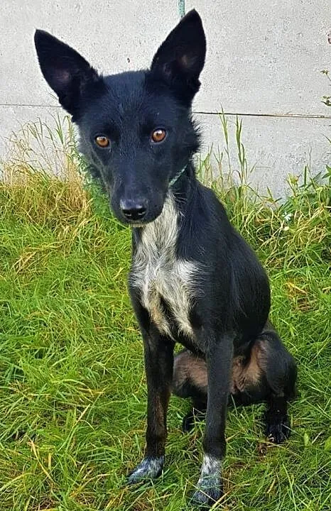 SABINKA - młoda, przestraszona sunia trafiła do schroniska, ADOPTUJ!, Mazowieckie, Warszawa
