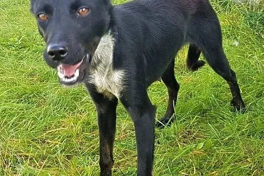 SABINKA - młoda, przestraszona sunia trafiła do schroniska, ADOPTUJ!, Mazowieckie, Warszawa