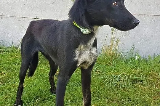 SABINKA - młoda, przestraszona sunia trafiła do schroniska, ADOPTUJ!, Mazowieckie, Warszawa