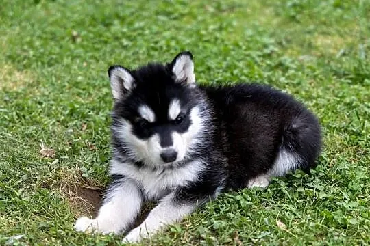 Piękna Sunia Siberian Husky szczenię