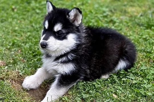 Piękna Sunia Siberian Husky szczenię, Podkarpackie, Wola Zarczycka