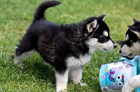 Piękna Sunia Siberian Husky szczenię, Podkarpackie, Wola Zarczycka