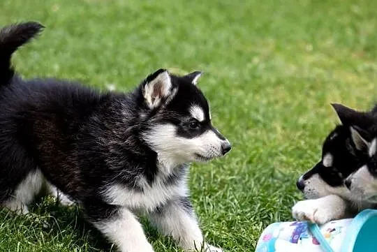 Piękna Sunia Siberian Husky szczenię, Podkarpackie, Wola Zarczycka
