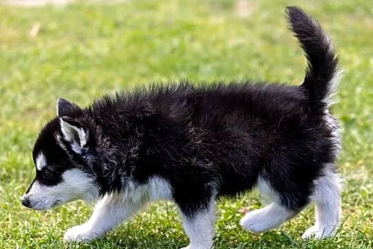 Piękna Sunia Siberian Husky szczenię, Podkarpackie, Wola Zarczycka