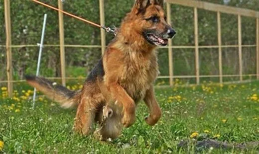 TORIN idealny przyjaciel na czterech łapach, mazo