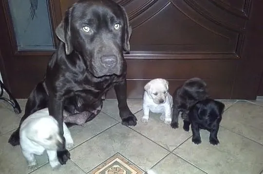 LABRADOR RETRIEVER (szczeniaczki biszkoptowe czeko