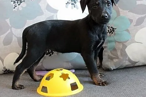 Sali do adopcji ,  śląskie Częstochowa