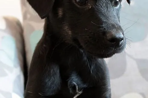 Sali do adopcji ,  śląskie Częstochowa