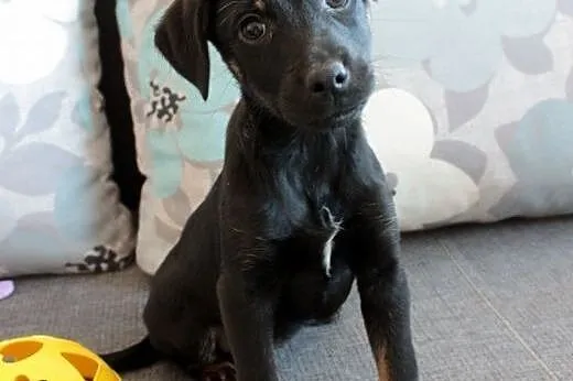 Sali do adopcji ,  śląskie Częstochowa