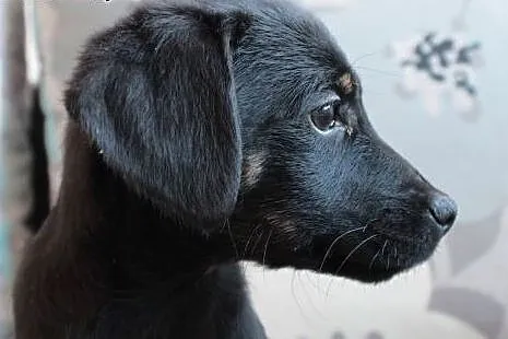 Sali do adopcji ,  śląskie Częstochowa