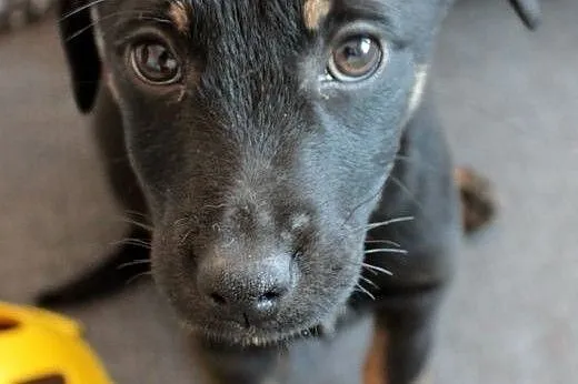 Sali do adopcji ,  śląskie Częstochowa