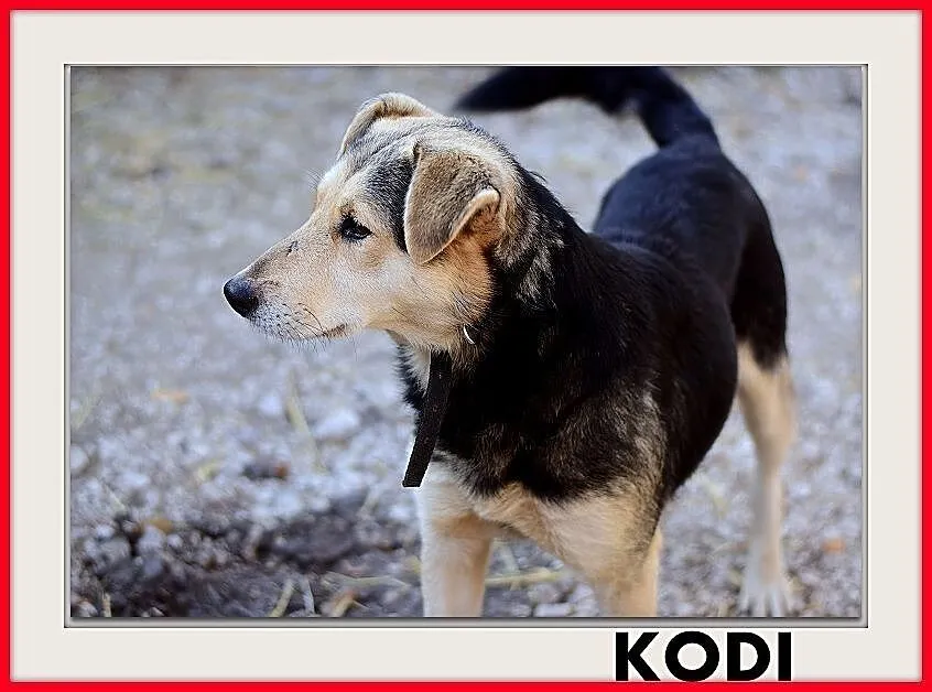 KODI,średni,szczepiony,przyjazny piesek.ADOPCJA, Śląskie, Katowice