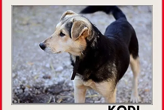 KODI,średni,szczepiony,przyjazny piesek.ADOPCJA, Śląskie, Katowice