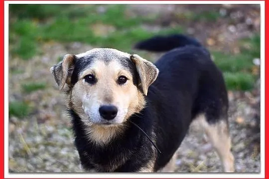 KODI,średni,szczepiony,przyjazny piesek.ADOPCJA, Śląskie, Katowice