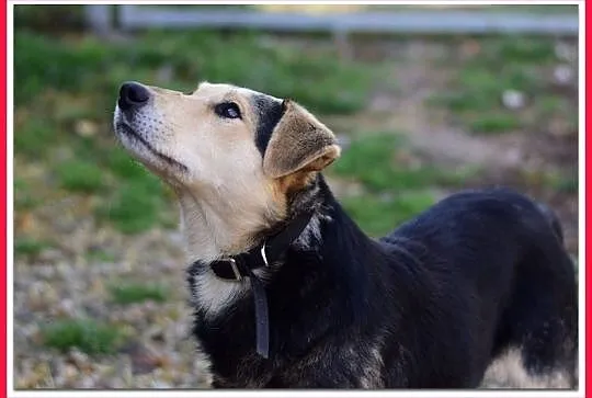 KODI,średni,szczepiony,przyjazny piesek.ADOPCJA, Śląskie, Katowice