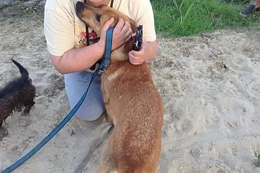 Dino, zrównoważony młody psiak,  lubuskie Gorzów W