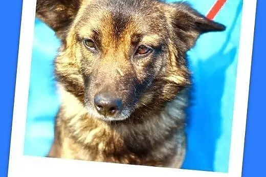 9 kg,młody,rodzinny,wesoły,przyjazny piesek PIĘTEK