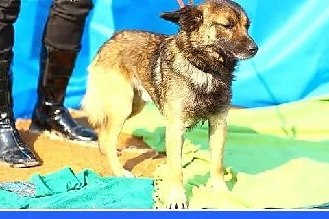 9 kg,młody,rodzinny,wesoły,przyjazny piesek PIĘTEK