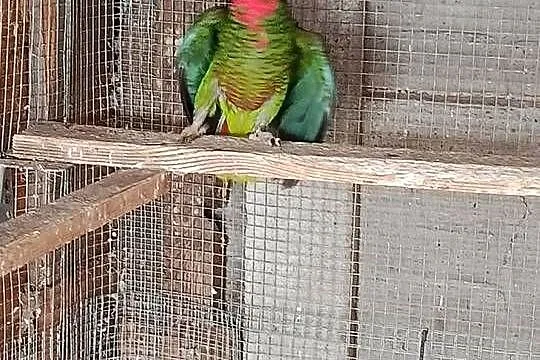Samczyk amazonki kubański, Mazowieckie, Pruszynek