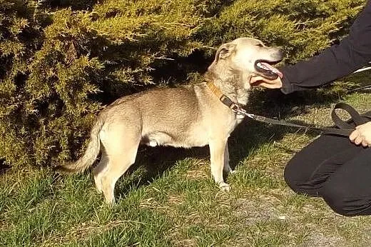 POMOCY JImi piesek idealny- mądry, mały, młody! po