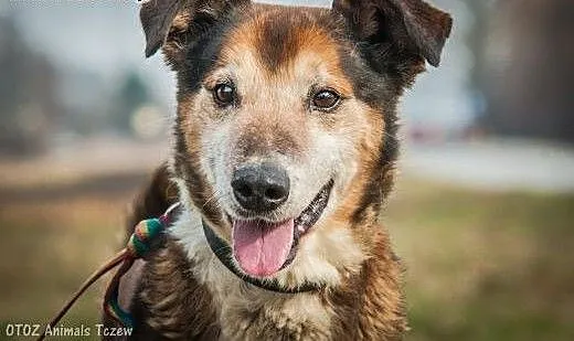 OTOZ Animals - Boguś - wesoły psi senior czeka na