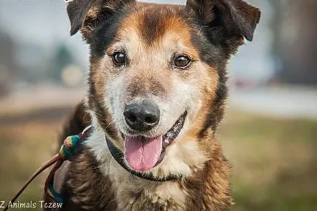 OTOZ Animals - Boguś - wesoły psi senior czeka na 