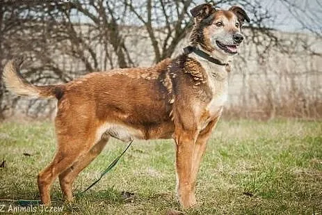 OTOZ Animals - Boguś - wesoły psi senior czeka na 