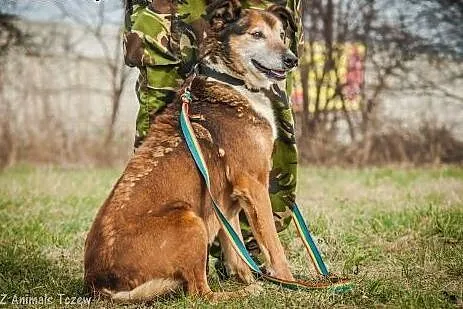 OTOZ Animals - Boguś - wesoły psi senior czeka na 
