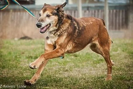 OTOZ Animals - Boguś - wesoły psi senior czeka na 