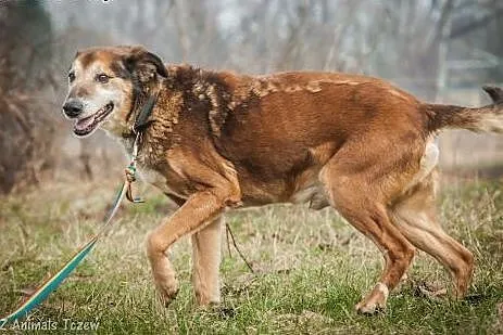 OTOZ Animals - Boguś - wesoły psi senior czeka na 