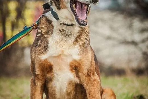 OTOZ Animals - Boguś - wesoły psi senior czeka na 