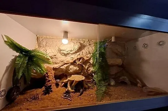 Terrarium 100x50x50 z wyposażeniem I gekonami lamparcimi