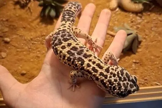 Terrarium 100x50x50 z wyposażeniem I gekonami lamparcimi, Mazowieckie, Grudusk