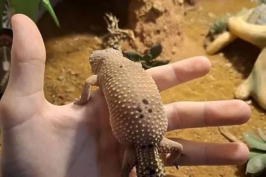 Terrarium 100x50x50 z wyposażeniem I gekonami lamparcimi, Mazowieckie, Grudusk