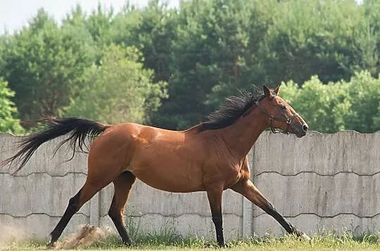 Klacz trakeńska, zaźrebiona, zajeżdżona, , Biała