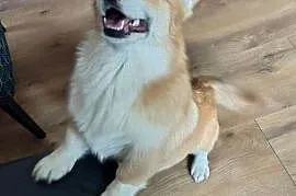 Welsh Corgi Pembroke FCI
