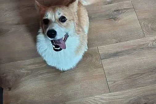 Welsh Corgi Pembroke FCI, Śląskie, Panki