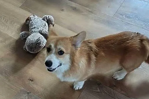 Welsh Corgi Pembroke FCI, Śląskie, Panki